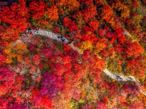 《深秋秘景~黃金銀杏林+紅葉之鄉+大閘蟹》保證入住獨立別墅星空玻璃房【「蟹」逅金秋~任食秋冬大閘蟹盛宴】【福果養生老鴨湯+梅嶺鵝王宴】 韶關美景純玩3天團 《深秋秘景~黃金銀杏林+紅葉之鄉+大閘蟹》保證入住獨立別墅星空玻璃房【「蟹」逅金秋~任食秋冬大閘蟹盛宴】【福果養生老鴨湯+梅嶺鵝王宴】 韶關美景純玩3天團