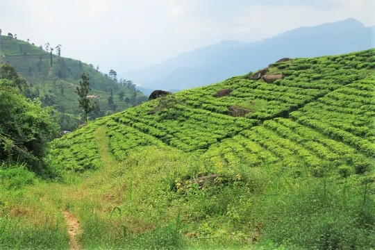 世界四大紅茶產區