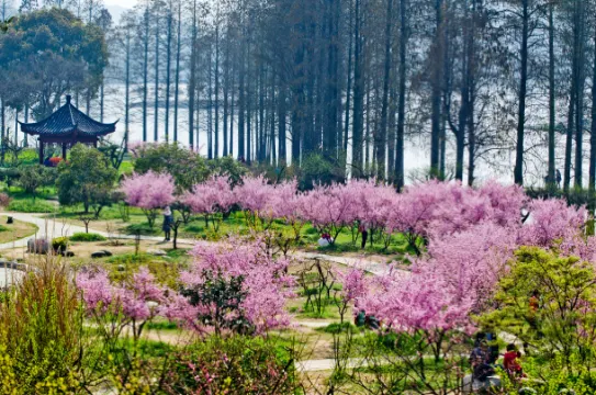 東湖梅園