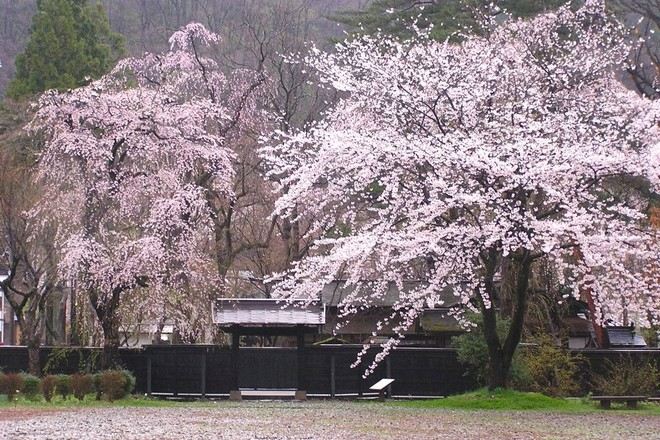 角館櫻花