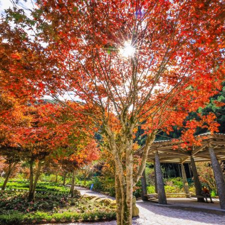 台北+杉林溪+台中 5天紅葉銀杏/賞花之旅 南投(杉林溪森林生態園區)、台中(中社觀光花海)、台北(RAIL BIKE深澳鐵道自行車體)    *再減$160 憑指定中銀咭推廣碼 《BOC160A2》