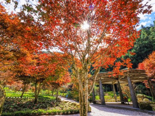 台北+杉林溪+台中 5天紅葉銀杏/賞花之旅 南投(杉林溪森林生態園區)、台中(中社觀光花海)、台北(RAIL BIKE深澳鐵道自行車體) *再減$160 憑指定中銀咭推廣碼 《BOC160A2》 台北+杉林溪+台中 5天紅葉銀杏/賞花之旅 南投(杉林溪森林生態園區)、台中(中社觀光花海)、台北(RAIL BIKE深澳鐵道自行車體) *再減$160 憑指定中銀咭推廣碼 《BOC160A2》