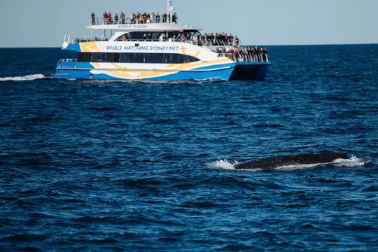 觀鯨之旅 史蒂芬斯港