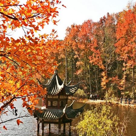 【5鑽】🍁秋天童話武漢賞秋5天純玩高鐵團🍁木蘭清涼寨(3千畝紅葉勝地)、通天湖遊船賞楓、劉家山村、漢陽樹賞銀杏、文華學院紅葉、東湖落雁島紅葉、解放公園賞秋菊及紅葉、花博匯、古德寺、黃鶴樓、晴川閣