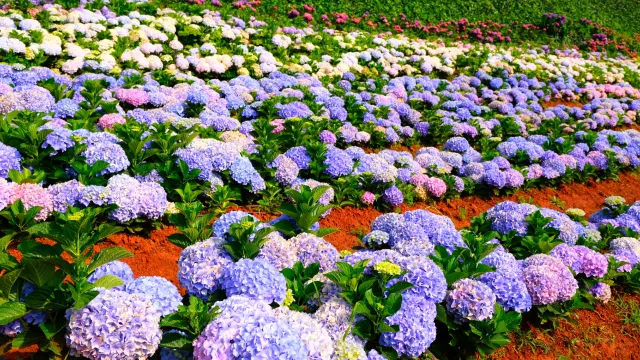 南國山花花卉莊園