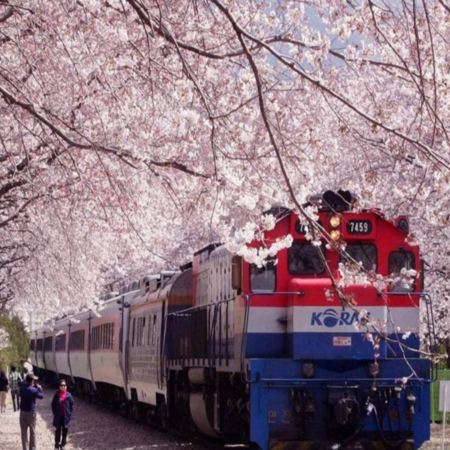 慶尚道+釜山6天花漾之旅※【季節限定※鎮海賞櫻】「CNN Go韓國必遊50處景點」慶和火車站、余左川羅曼史之橋、帝皇山公園、慶州佛國寺、普門湖觀光園地、瞻星台、東宮與月池、皇理團街、釜山溫泉川市民公園
