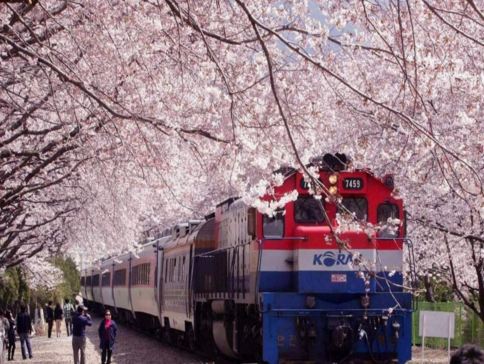 慶尚道+釜山6天花漾之旅※【季節限定※鎮海賞櫻】「CNN Go韓國必遊50處景點」慶和火車站、余左川羅曼史之橋、帝皇山公園、慶州佛國寺、普門湖觀光園地、瞻星台、東宮與月池、皇理團街、釜山溫泉川市民公園