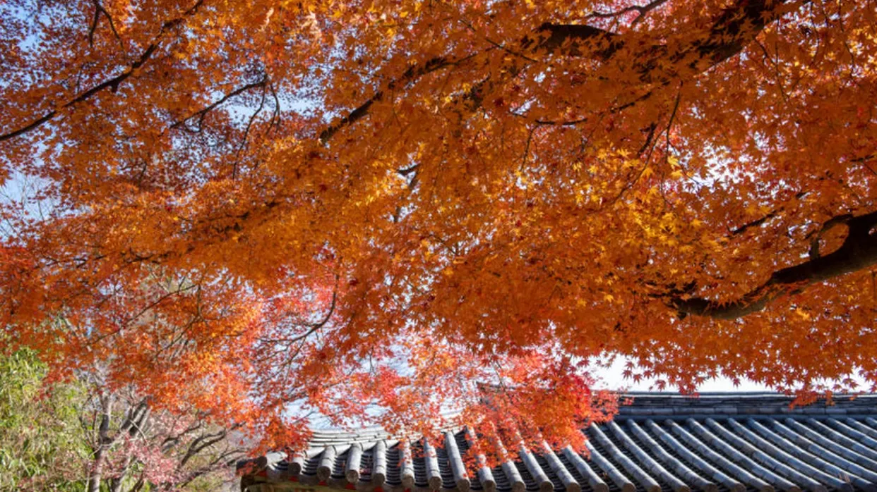 「UNESCO世界文化遺產」佛國寺