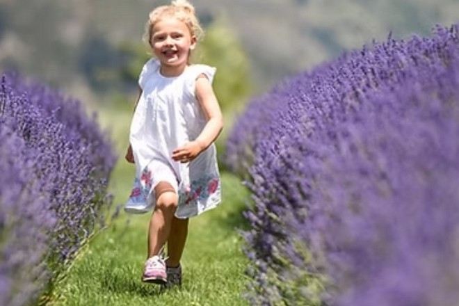 瓦納卡薰衣草農場