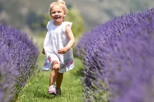 瓦納卡薰衣草農場