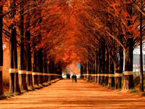 潭陽水杉林蔭大道