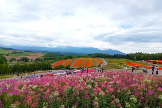 美瑛四季彩の丘