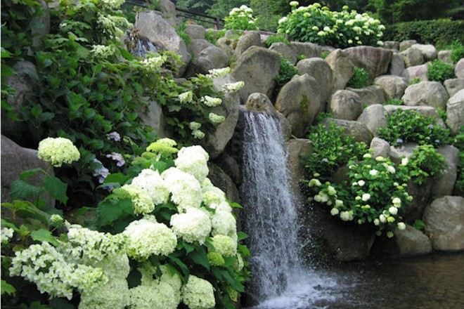 山中湖花之都公園~清流之里
