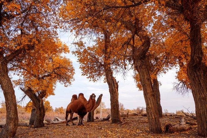 額濟納旗胡楊林