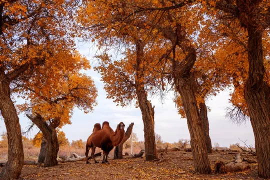 額濟納旗胡楊林