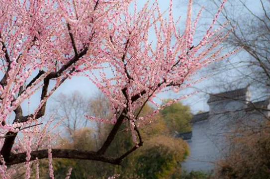 東湖梅園