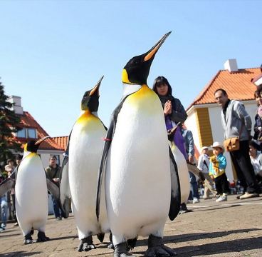 北海道~道央 春日溫泉5天之旅  Marine Park海洋城堡~企鵝巡遊、登別地獄谷、「賞櫻名所」支芴湖、藻岩山(包乘登山纜車)、白之戀人朱古力城堡花園、浪漫小樽運河