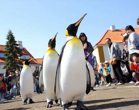 北海道~道央 春日溫泉5天之旅 【尊享香港航空貴賓室】 Marine Park海洋城堡~企鵝巡遊、登別地獄谷、「賞櫻名所」支芴湖、藻岩山(包乘登山纜車)、白之戀人朱古力城堡花園、浪漫小樽運河