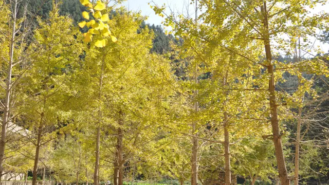 南雄帽子峰林場