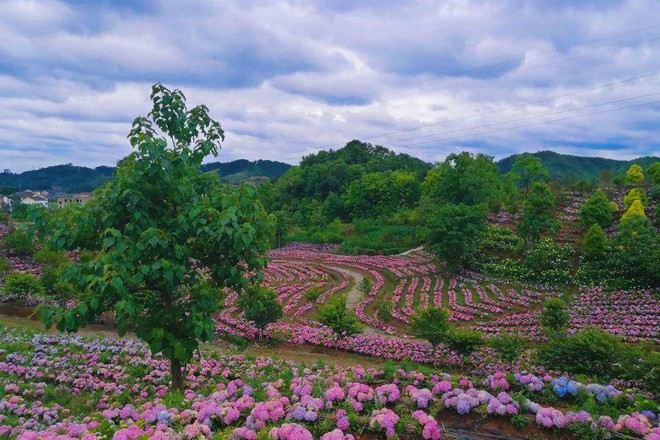 惠水桔香繡球花海