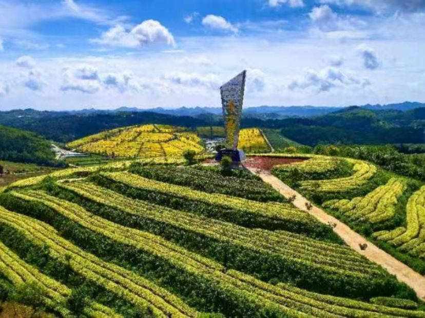 甕安黃金芽茶葉種植基地