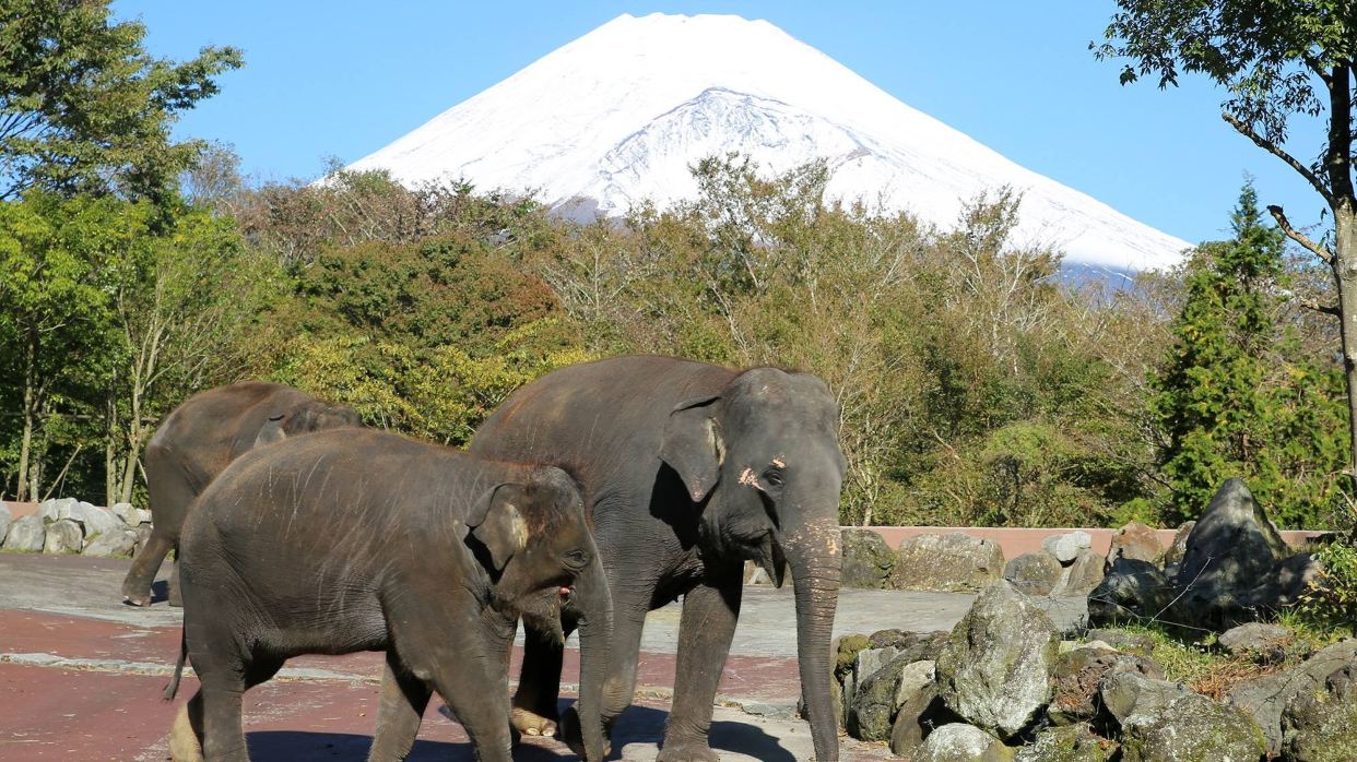 富士野生動物園Safari Park