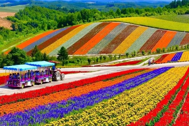 美瑛四季彩の丘