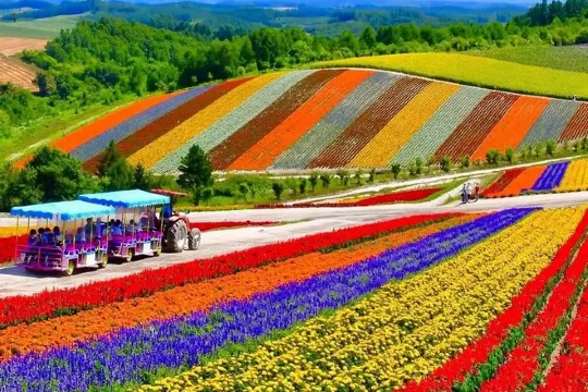 美瑛四季彩の丘