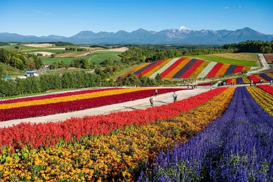 美瑛四季彩の丘