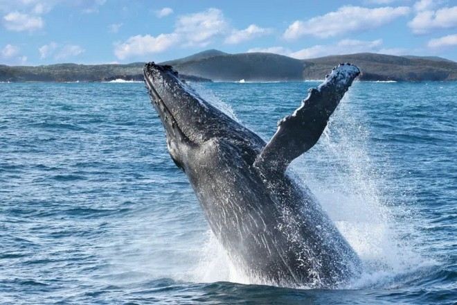 海洋珍貴一幕~觀鯨之旅