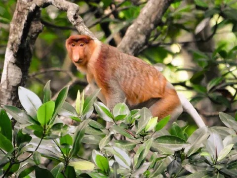 長鼻猴探索之旅