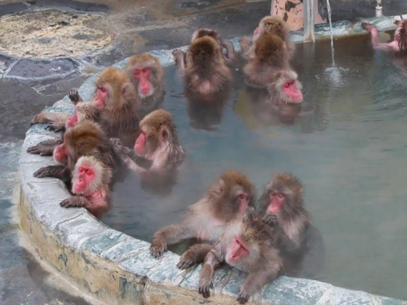 函館熱帶植物園猴子溫泉