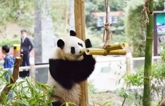 深圳野生動物世界