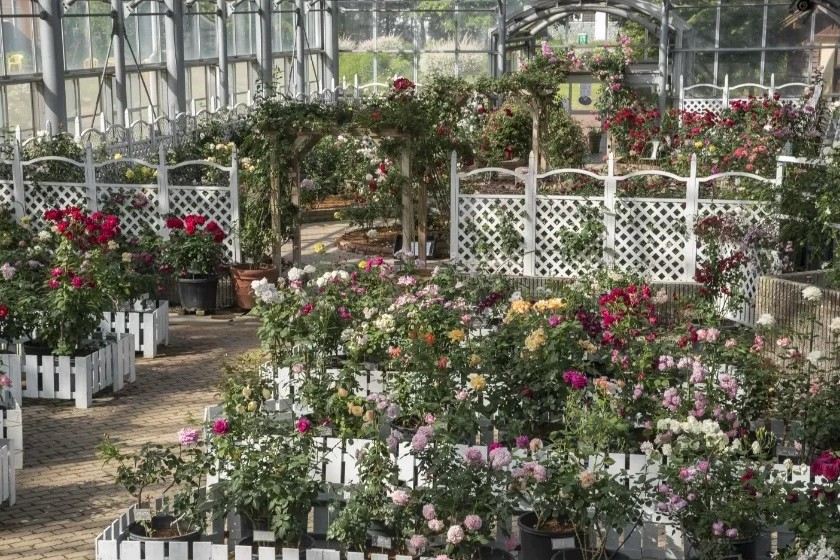 阿蘇牛奶工房~玫瑰園