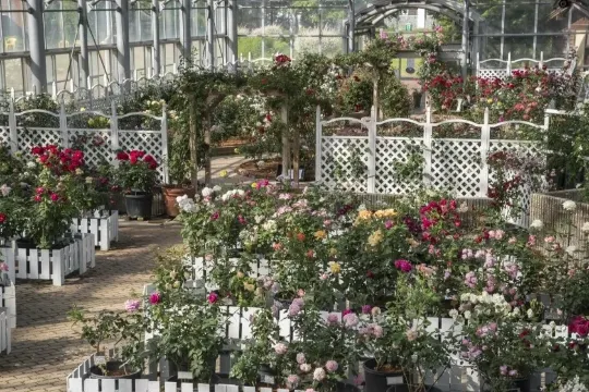 阿蘇牛奶工房~玫瑰園