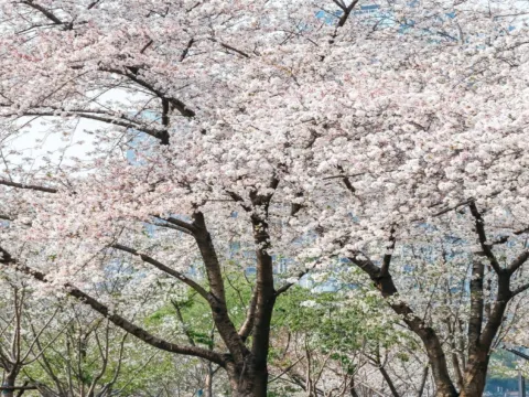 西北湖廣場賞染井吉野櫻花