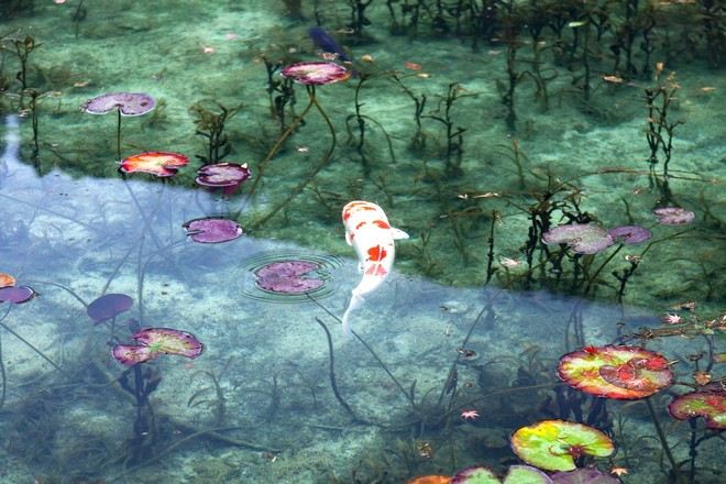 根道神社之池_莫奈池 