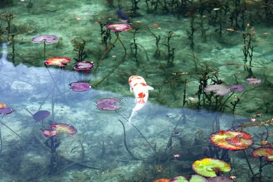 根道神社之池_莫奈池 