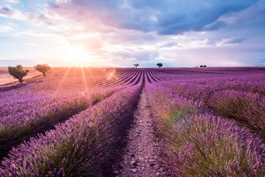 France_Valensole_Provence_lavender flowers_法國_普羅旺斯_瓦朗索爾_薰衣草