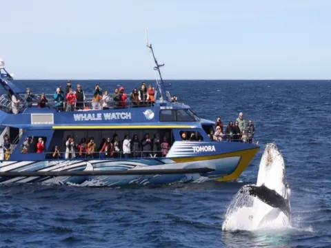 觀鯨之旅
