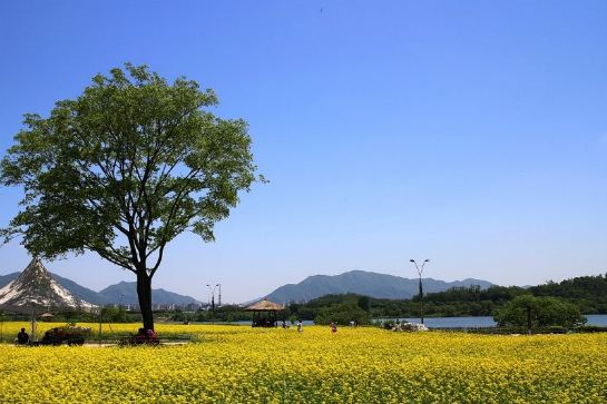 九里油菜花(5月10至20日出發特別增遊)