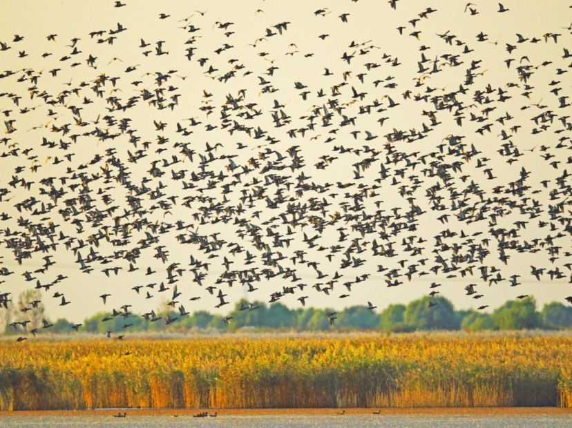黃河口生態旅遊區