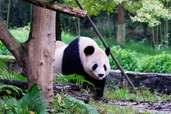都江堰熊貓樂園