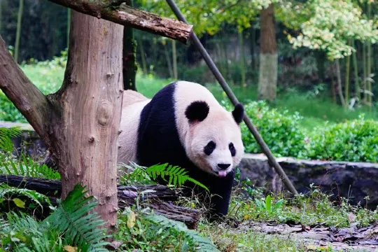 都江堰熊貓樂園