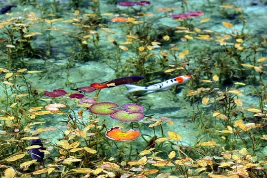 根道神社~莫奈池
