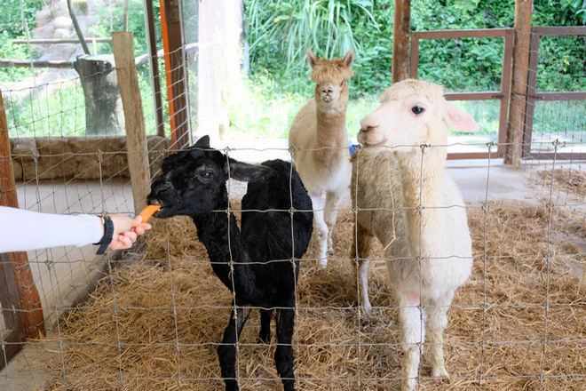 文冬休閒農場 動物