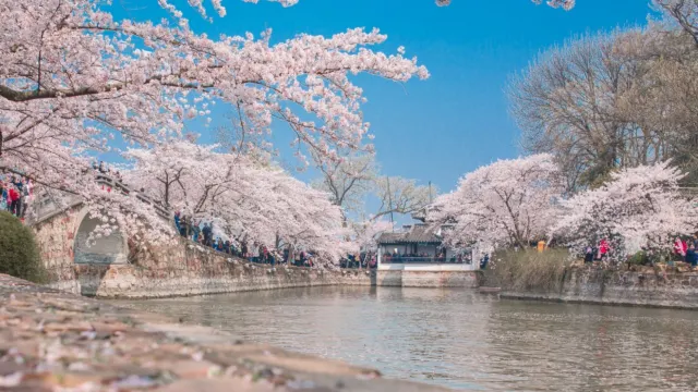 賞櫻勝地~黿頭渚(3月10日-4月10日出發適用)