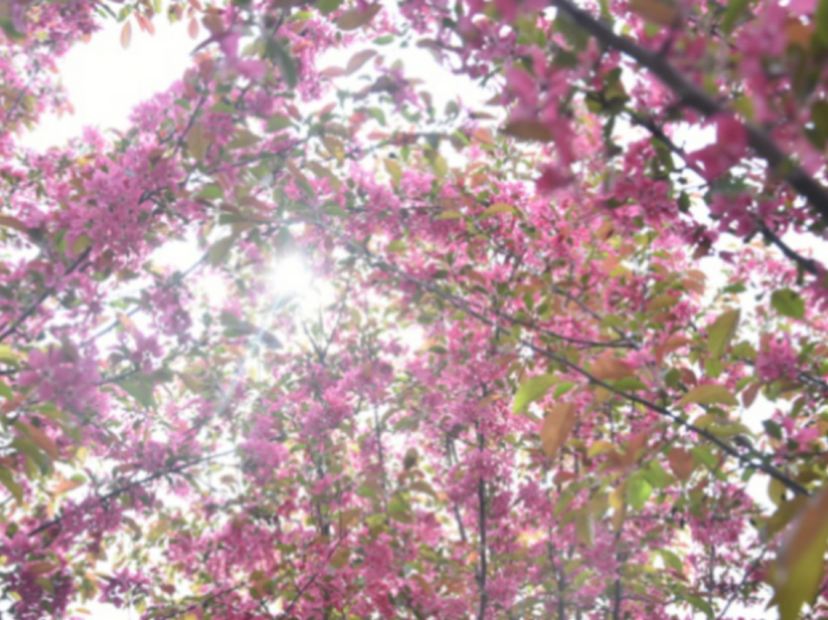 莫愁湖賞海棠花