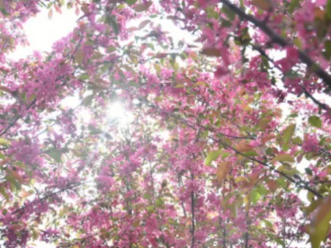 莫愁湖賞海棠花