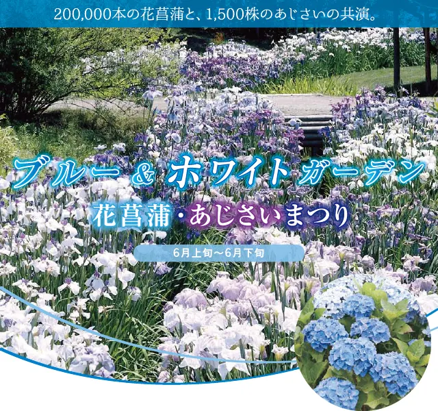 藍與白花園